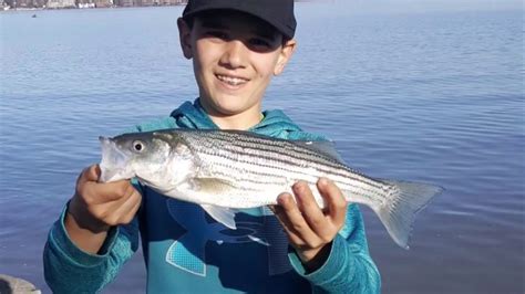 catching cleaning and cooking striped bass the striped bass run ny youtube