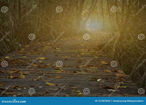 Perspective Of Wood Bridge In Mangrove Forest Crossing Water Stream And