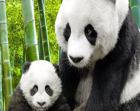 80 Gambar Wallpaper Panda Lucu New Wallpapers Free