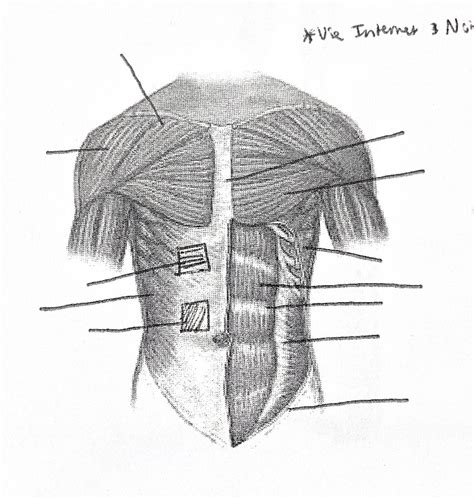 Chest Muscles Diagram Quizlet