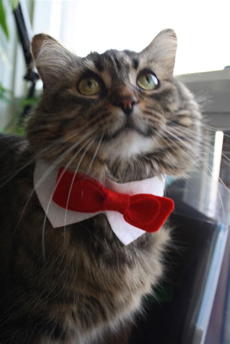 The bow is tied to the collar with elastic loop. Cat Bow Tie | pageslap