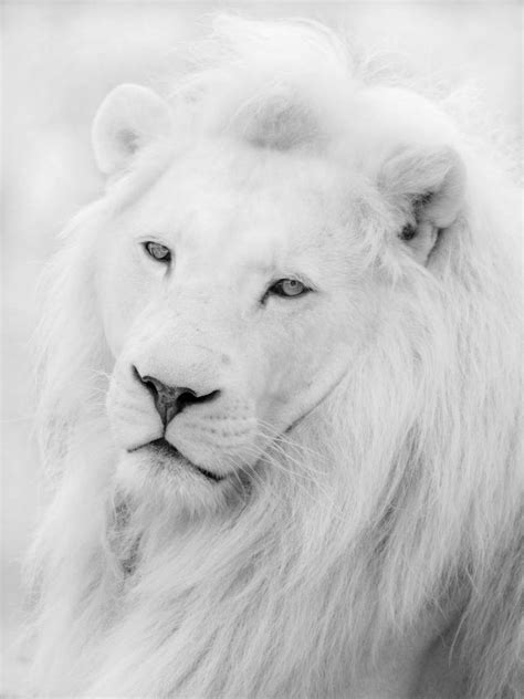White Lion Art Print Lion Photography Albino Lion Lions Photos
