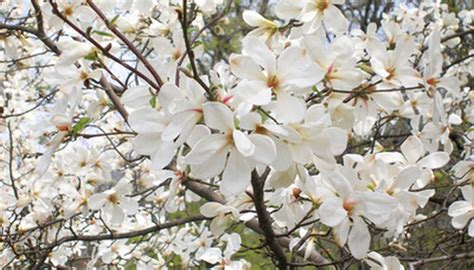 ***this listing is for a digital file only. How to Care for a Chinese Magnolia Tree | Garden Guides