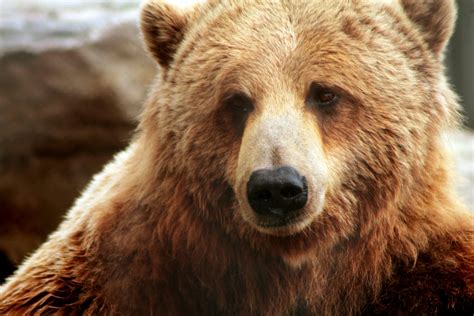 Free Stock Photo Of Bear Brown Bear