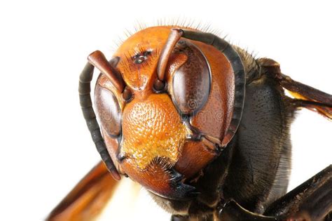Japanese Giant Hornet Close Up Of Vespa Mandarinia Sponsored Affiliate Affiliate Giant