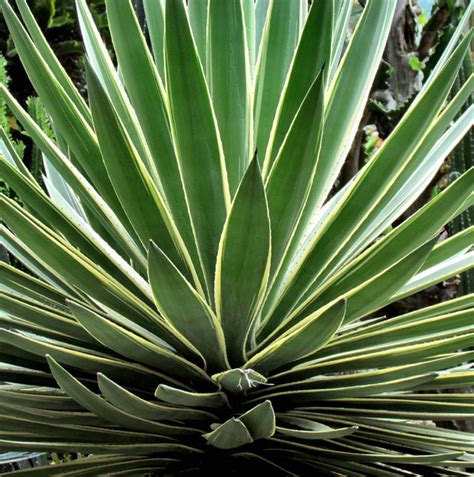 Discover the types of cactus plants available as houseplants, the best cactus flowers and how to look after a cactuses, including prickly ones. Gratis stock foto's - Rgbstock - gratis afbeeldingen ...