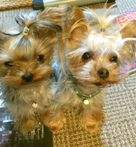 Maybe you would like to learn more about one of these? Yorkies. | Yorkie lovers, Yorkie dogs, Yorkie