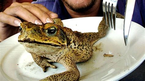 Others, such as lizards, eat mainly insects. Professor proposes economic and health benefits of ...
