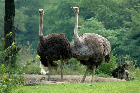 Ostrich Pictures