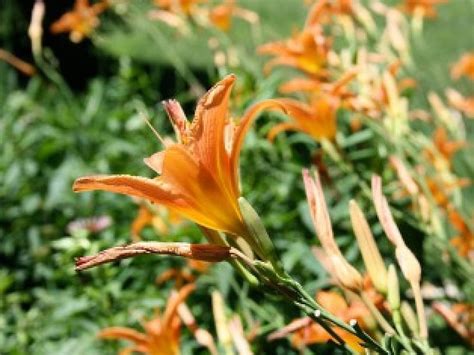 Tiger Lilies Garden Orange Flowers Hd Wallpaper Peakpx