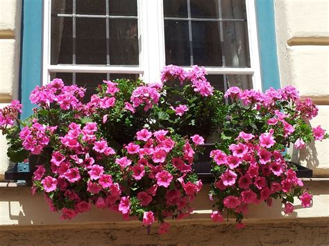 How To Grow Petunias From Cuttings The Best Way Krostrade