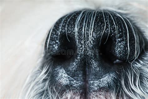 Dog Nose Close Up Stock Image Image Of Flair Animal 22718019