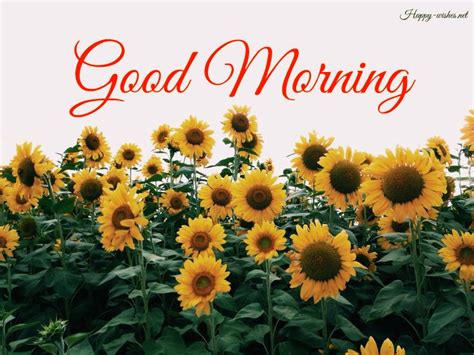 20 Good Morning Wishes With Sunflower