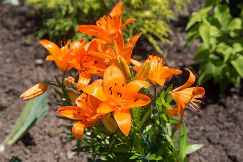 Day Lillies In Orange July Flowers Picture Bloom