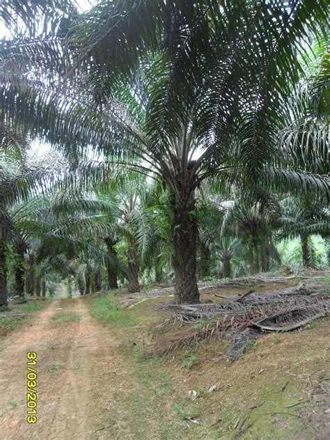 Metode pembibitan pada tanaman kelapa sawit yaitu metode single stage ataupun metode double stage. SINGGAH SEJENAK NUN JAUH DI DAMAK: PENANAMAN KELAPA SAWIT