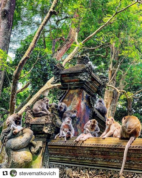 Ubud Monkey Forest In Ubud Cost When To Visit Tips And Location