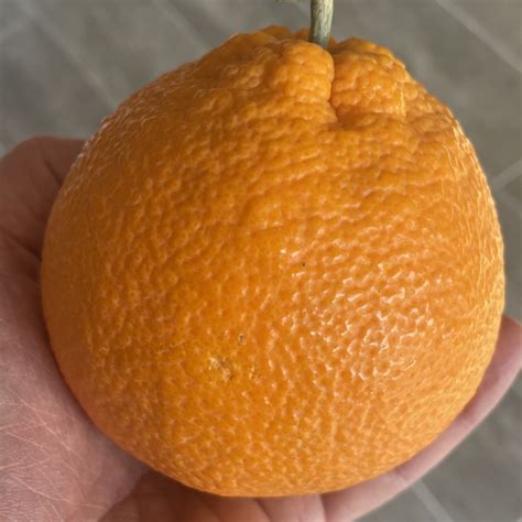 Citrus Sinensis Lane Late Orange À Lombre Des Figuiers
