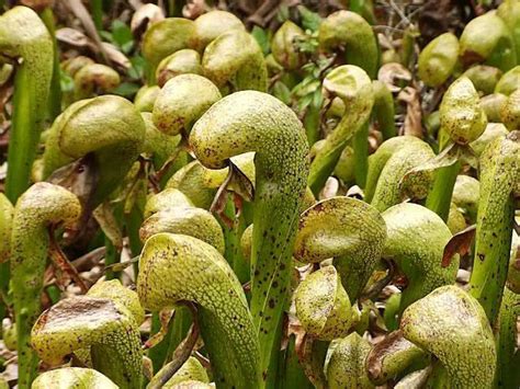 Cobra Lily Plants How To Grow And Care For Carnivorous Cobra Lilies