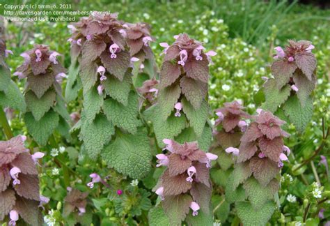 Does mint grow purple flowers. PlantFiles Pictures: Red Dead Nettle, Purple Dead Nettle ...
