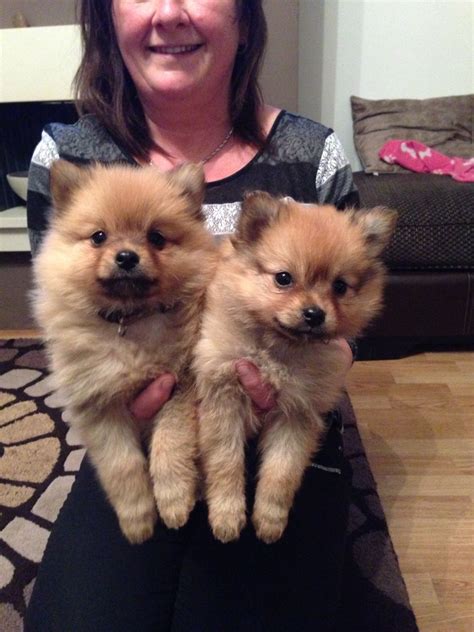 Beautiful pomeranian puppies just turned 12 weeks and are now ready to meet their new loving family. Pomeranian puppies for sale | Atherstone, Warwickshire ...