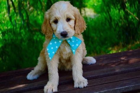 10 Best Goldendoodle Breeders In The Usa Dogblend