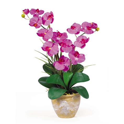 Double Stem Phalaenopsis Silk Orchid Arrangement 1026