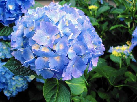 Gardening Are Epsom Salts Good For Hydrangeas The Morning Call