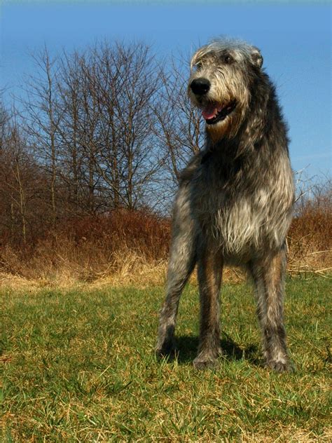 Irish Wolfhound Training Personality And More Trainpetdog