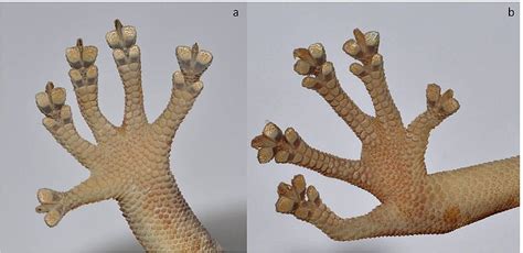 Reptile World Indian Golden Gecko Calodactylodes Aureus