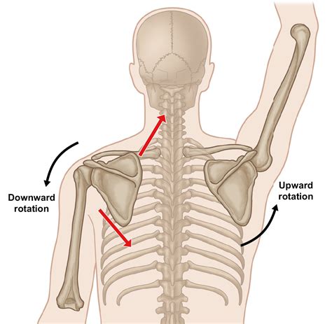 Diagram Of Shoulder Blade Scapula Anatomy Britannica Diagramme Schnell Und Einfach Erstellen