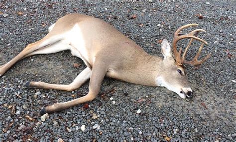 Twra Contact Information Regarding Illegal Deer Kill In
