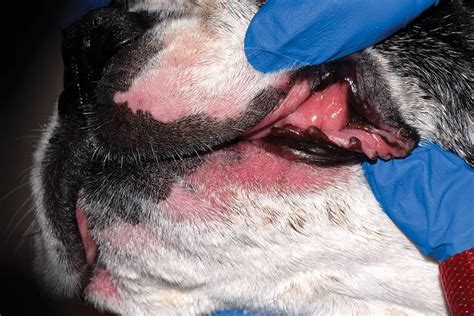 Lip Fold Dermatitis In Dogs