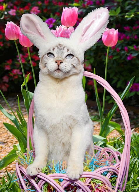 Ok I Am Ready For Easter Where Are My Treats Easter Pets Easter