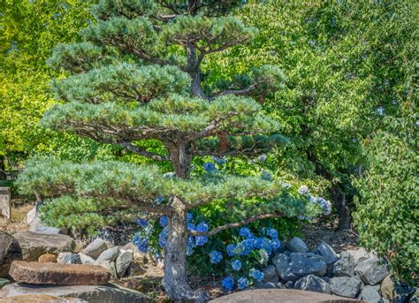 Landscaping Under Pine Trees 15 Plants Thatll Thrive Outdoor Happens
