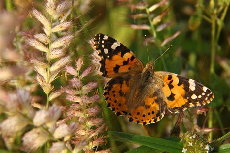 Tracing The Migration Path Of Painted Lady Butterflies Across Africa