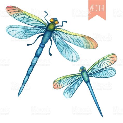 Watercolor Set Of Dragonflies Royalty Free Stock Vector Art Dragonfly