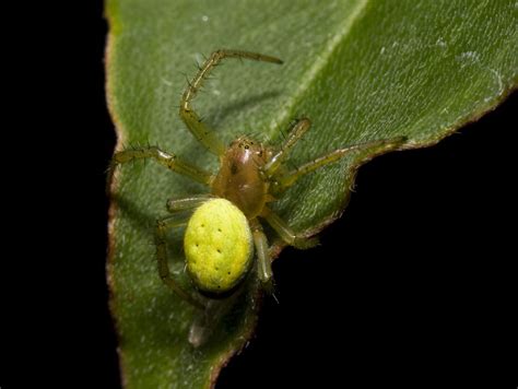 Green Spider Araneus Cucurbitinus Cornwall Guide