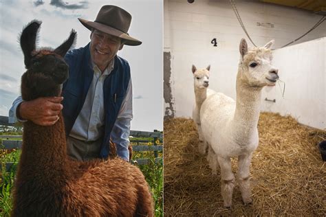Llamas And Alpacas Potential Animal Models For Reproductive Research