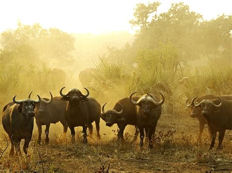 The Big Five Animals Of Africa G Adventures Blog G