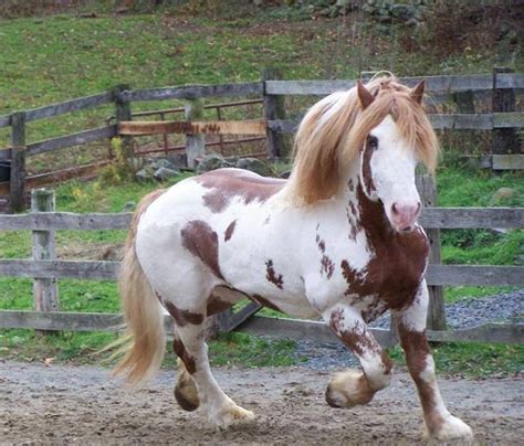 North American Spotted Draft Stallion Bhr Bryants Jake Horses Pretty