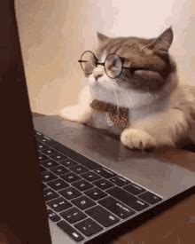 Cat Computer GIFs | Tenor