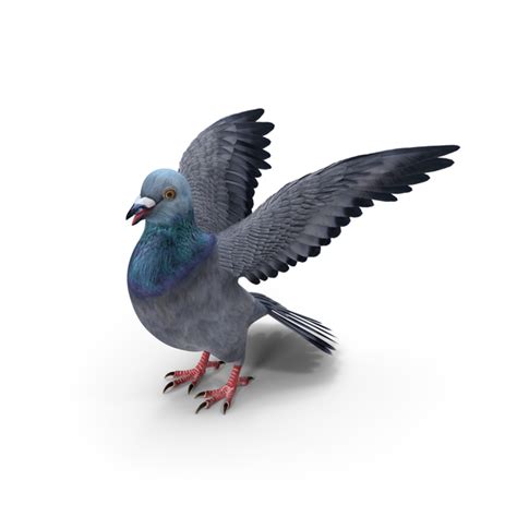 Pigeon Png Images And Psds For Download Pixelsquid S113310003