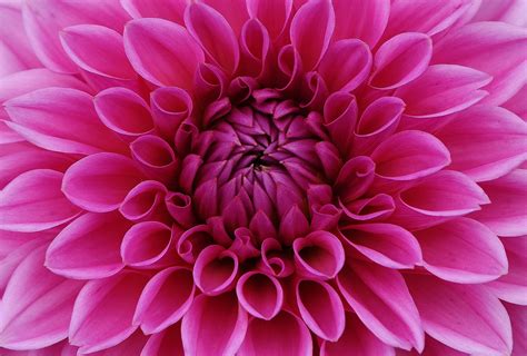 Free Images Blossom Petal Bloom Autumn Pink Flora Asteraceae