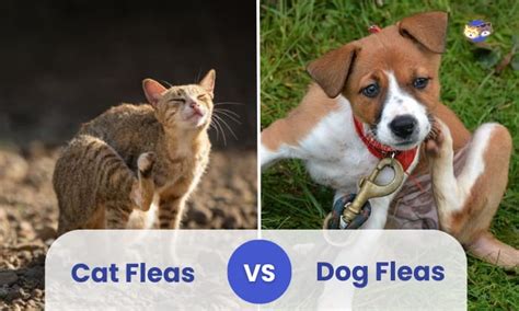 Cat Fleas Vs Dog Fleas Whats The Difference