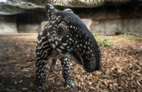 A Rare Malayan Tapir Has Been Born At Chester Zoo Secret