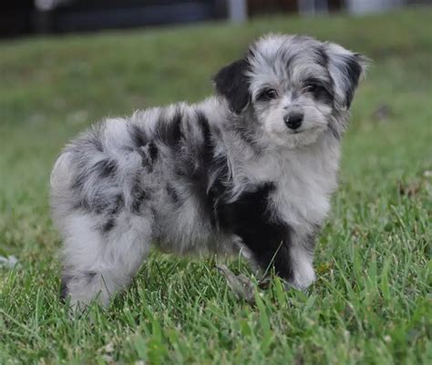 Aussiedoodle Australian Shepherd Poodle Mix Info Puppies Pictures