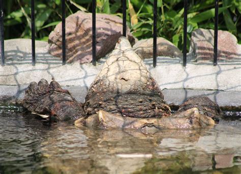Alligator Snapping Turtle Zoochat