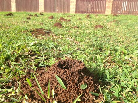 This question was put to me recently by a student who noted that lot is the first noun after a why doesn't this work for there are a lot of / there is a lot? How to get rid of lawn ants — Vanguard Pest Solutions