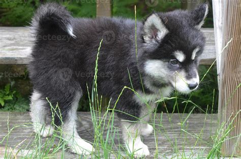 Chiot Alusky Moelleux Et Légèrement Humide Avec Une Queue Enroulée