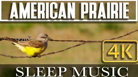 4k Nature Montana Prairie Scenics And Wildlife Music In Nature For